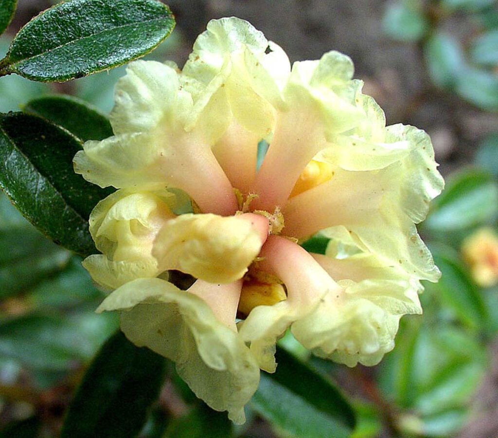 Rhododendron Section Pogonanthum Taxonomy Guide