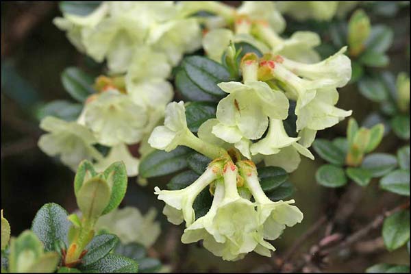 Rhododendron Section Pogonanthum Taxonomy Guide