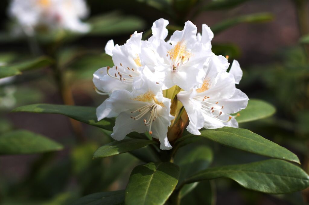 Rhododendron Section Pogonanthum Taxonomy Guide