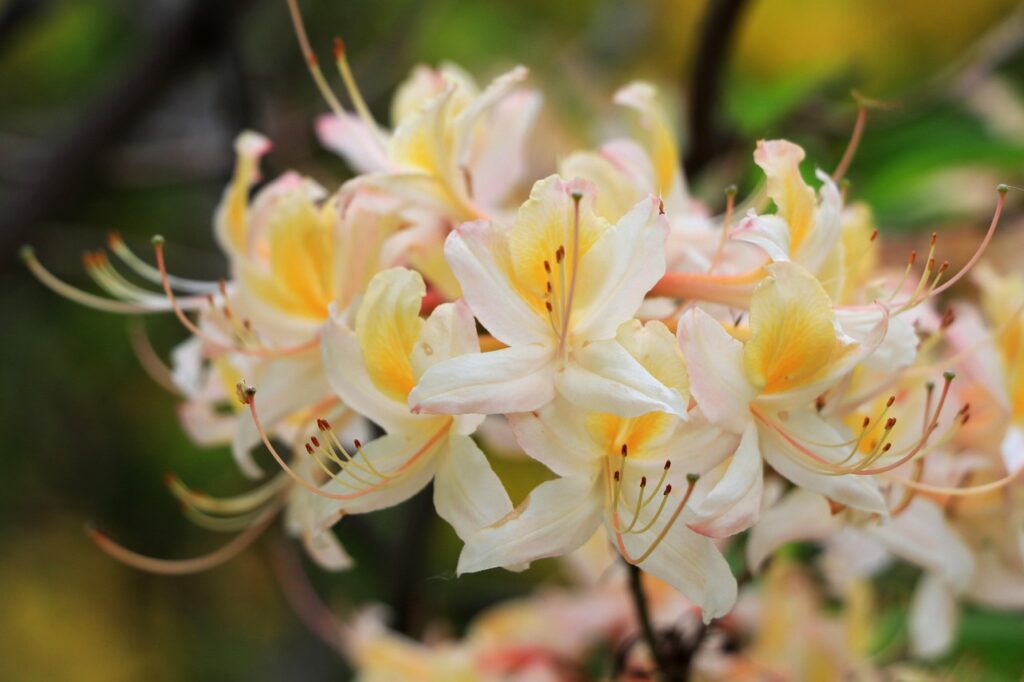 Rhododendron Section Pogonanthum Taxonomy Guide