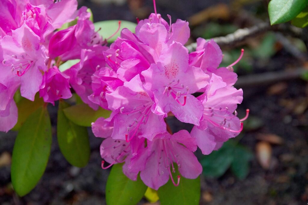 Rhododendron Section Ponticum Taxonomy Guide