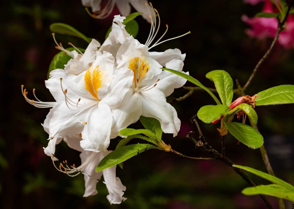 Rhododendron Section Ponticum Taxonomy Guide