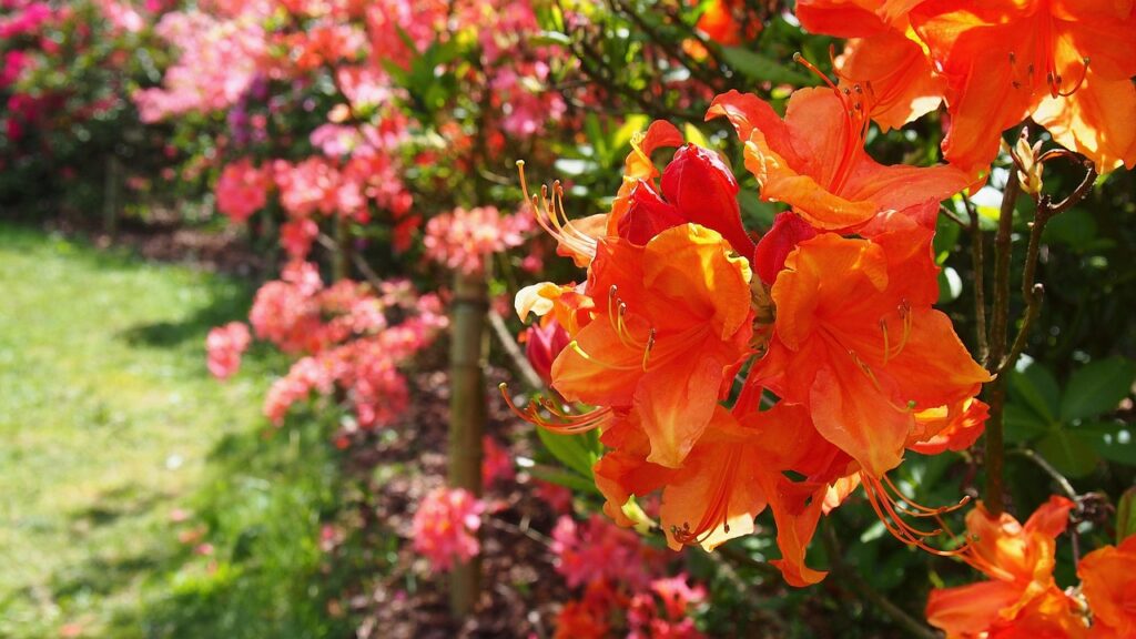 Rhododendron Section Ponticum Taxonomy Guide