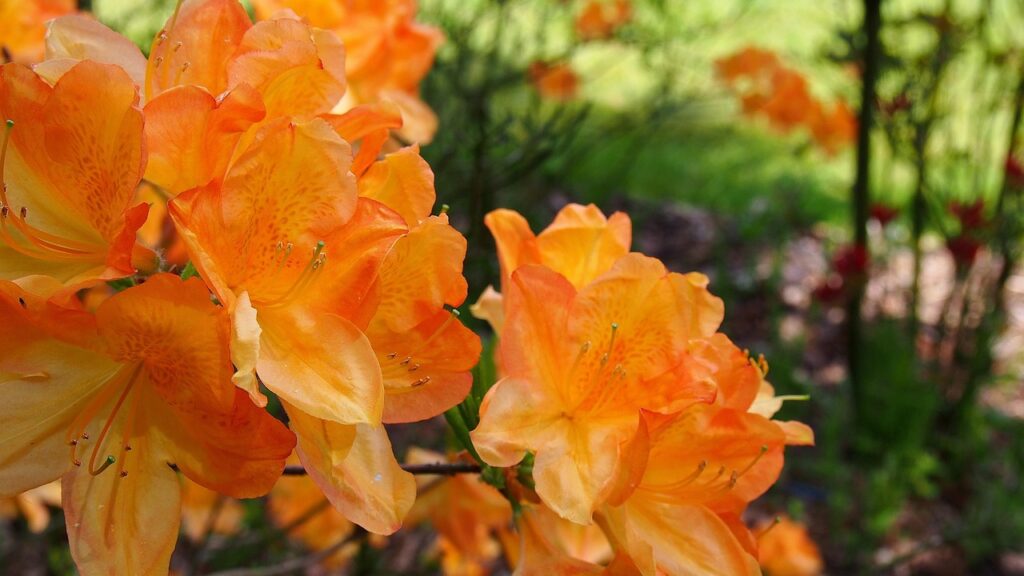 Rhododendron Section Ponticum Taxonomy Guide