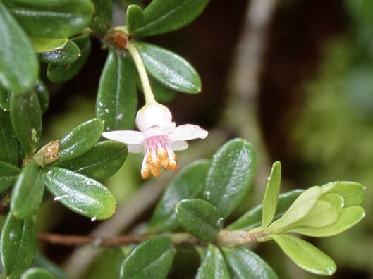 Rhododendron Section Pseudovireya Taxonomy Guide