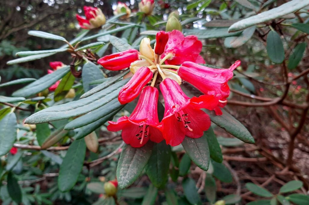 Rhododendron Section Pseudovireya Taxonomy Guide