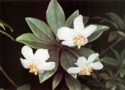 Rhododendron Section Pseudovireya Taxonomy Guide
