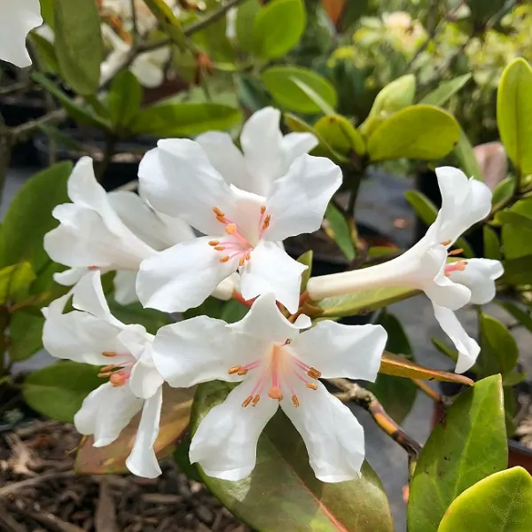 Rhododendron Section Pseudovireya Taxonomy Guide