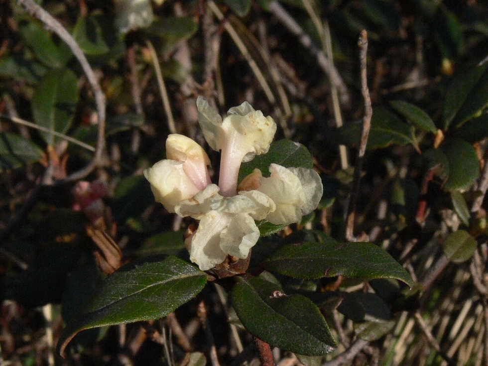 Rhododendron Section Pseudovireya Taxonomy Guide 