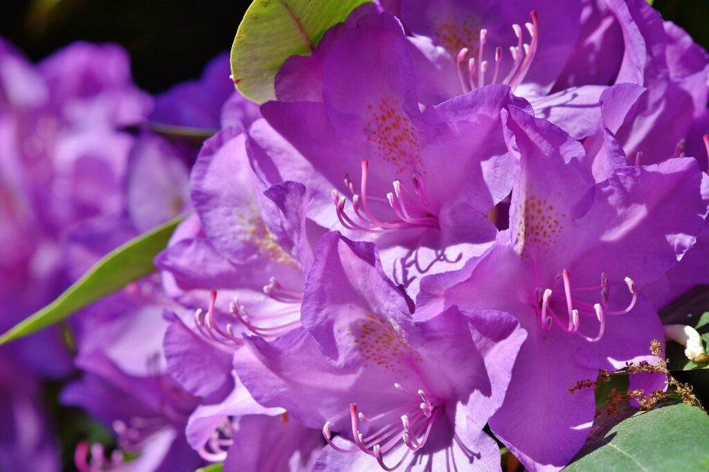 Rhododendron Section Rhododendron Taxonomy Guide