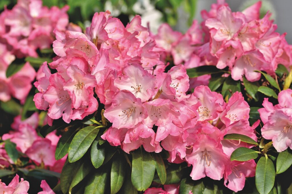 Rhododendron Section Rhododendron Taxonomy Guide
