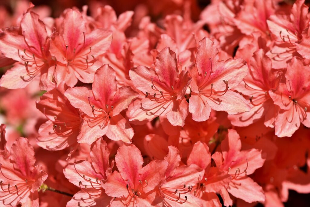 Rhododendron Section Vireya Taxonomy Guide