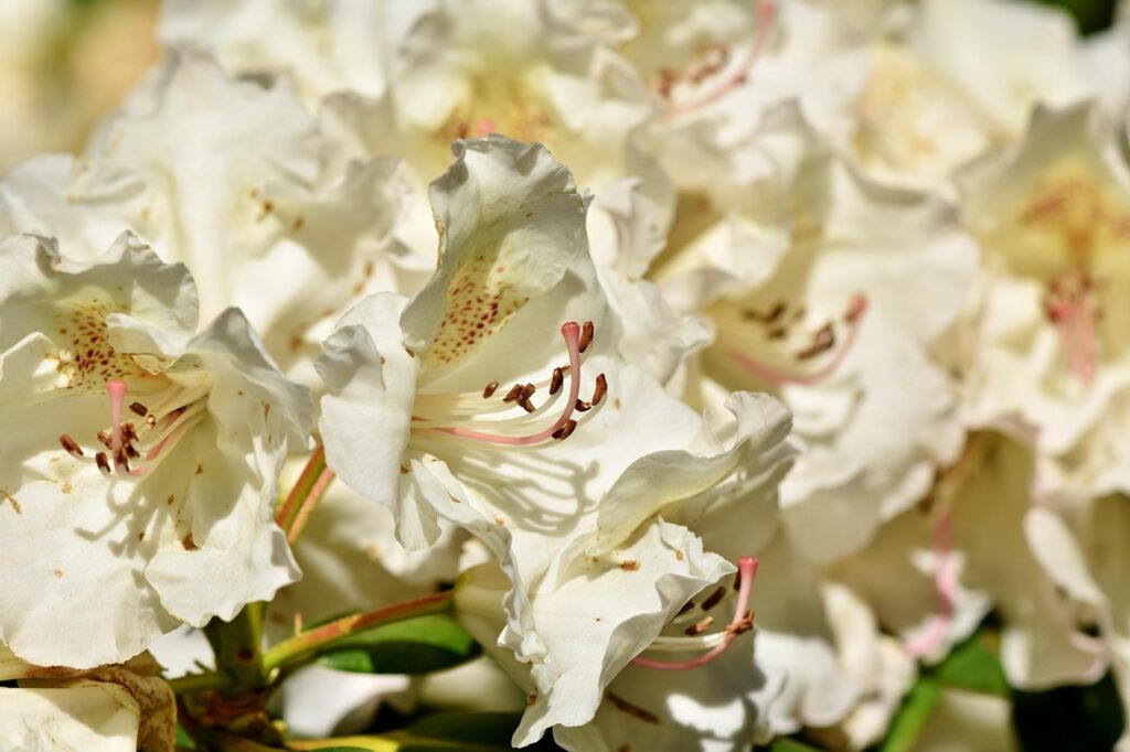 Rhododendron Section Vireya Taxonomy Guide