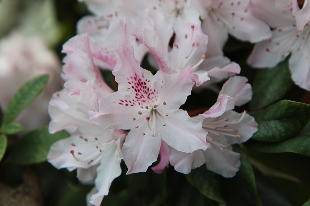 Rhododendron Section Vireya Taxonomy Guide