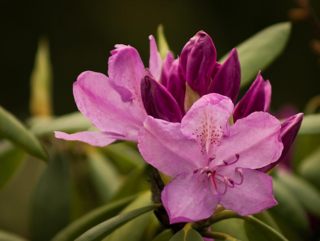 Rhododendron Section Vireya Taxonomy Guide
