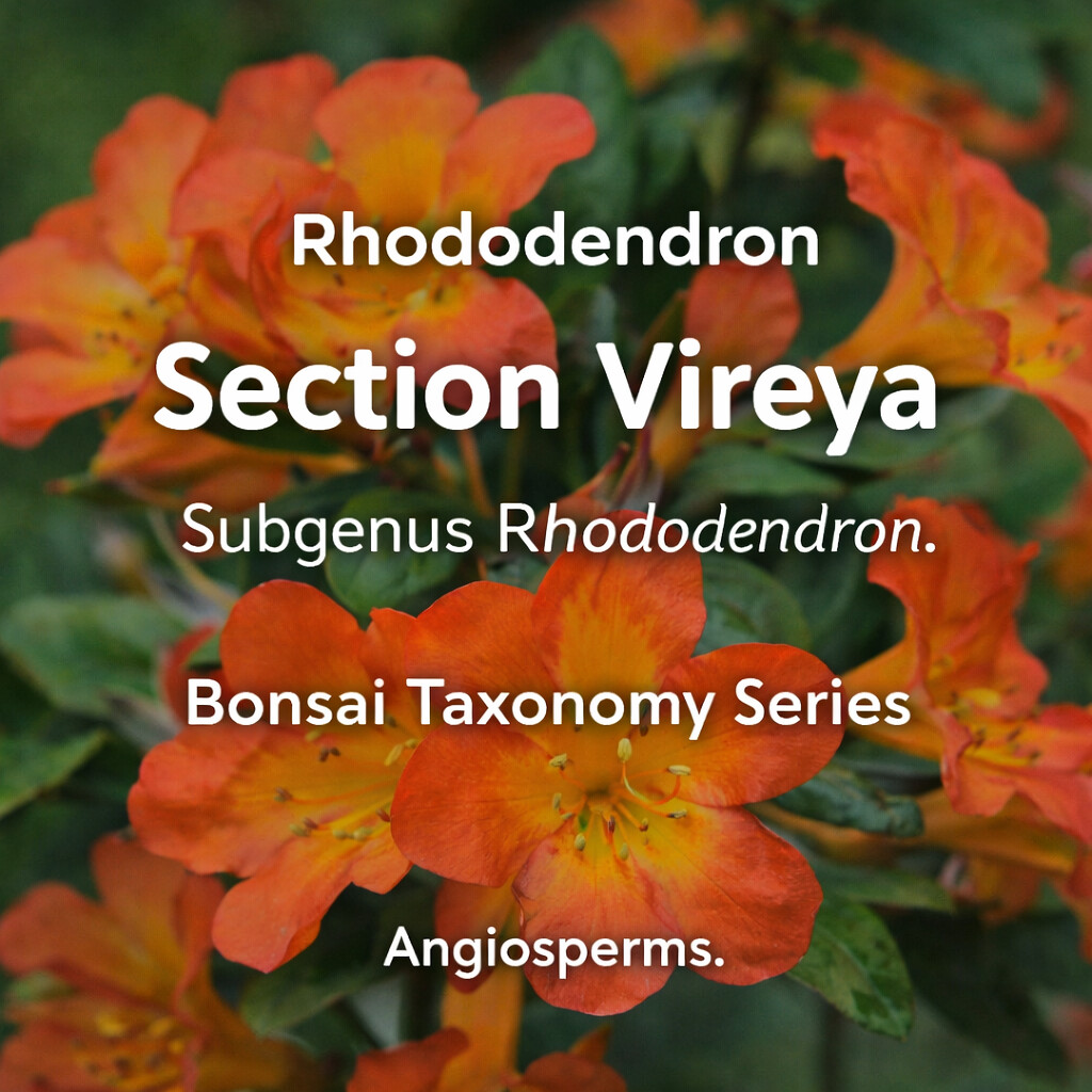 Rhododendron Section Vireya Taxonomy Guide