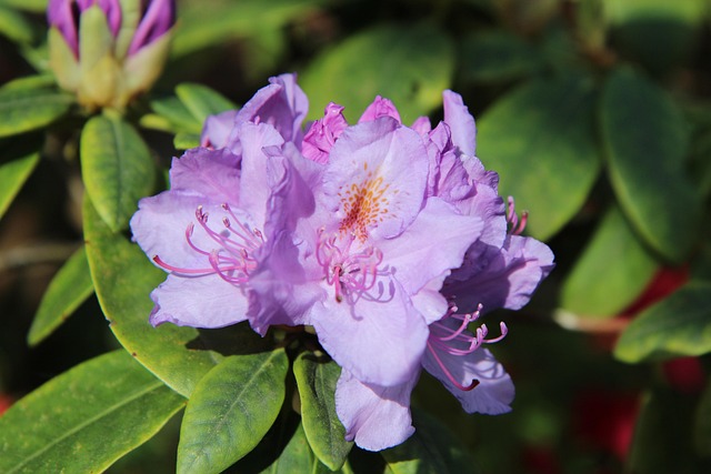 Rhododendron Subgenus Azaleastrum Taxonomy Guide