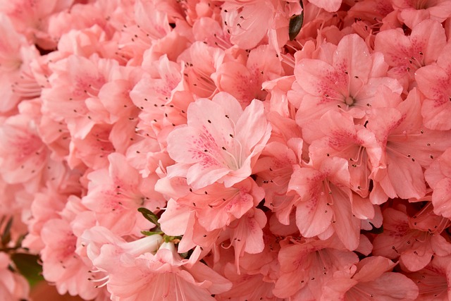 Rhododendron Subgenus Azaleastrum Taxonomy Guide