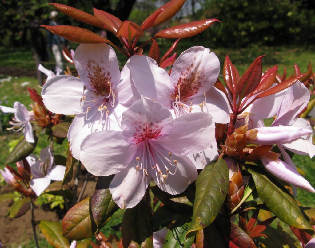 Rhododendron Subgenus Choniastrum Taxonomy Guide