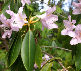 Rhododendron Subgenus Choniastrum Taxonomy Guide