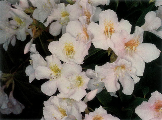 Rhododendron Subgenus Choniastrum Taxonomy Guide