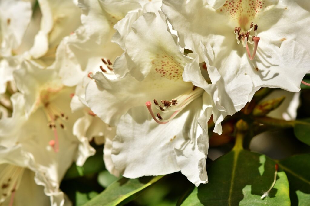 Rhododendron Subgenus Choniastrum Taxonomy Guide