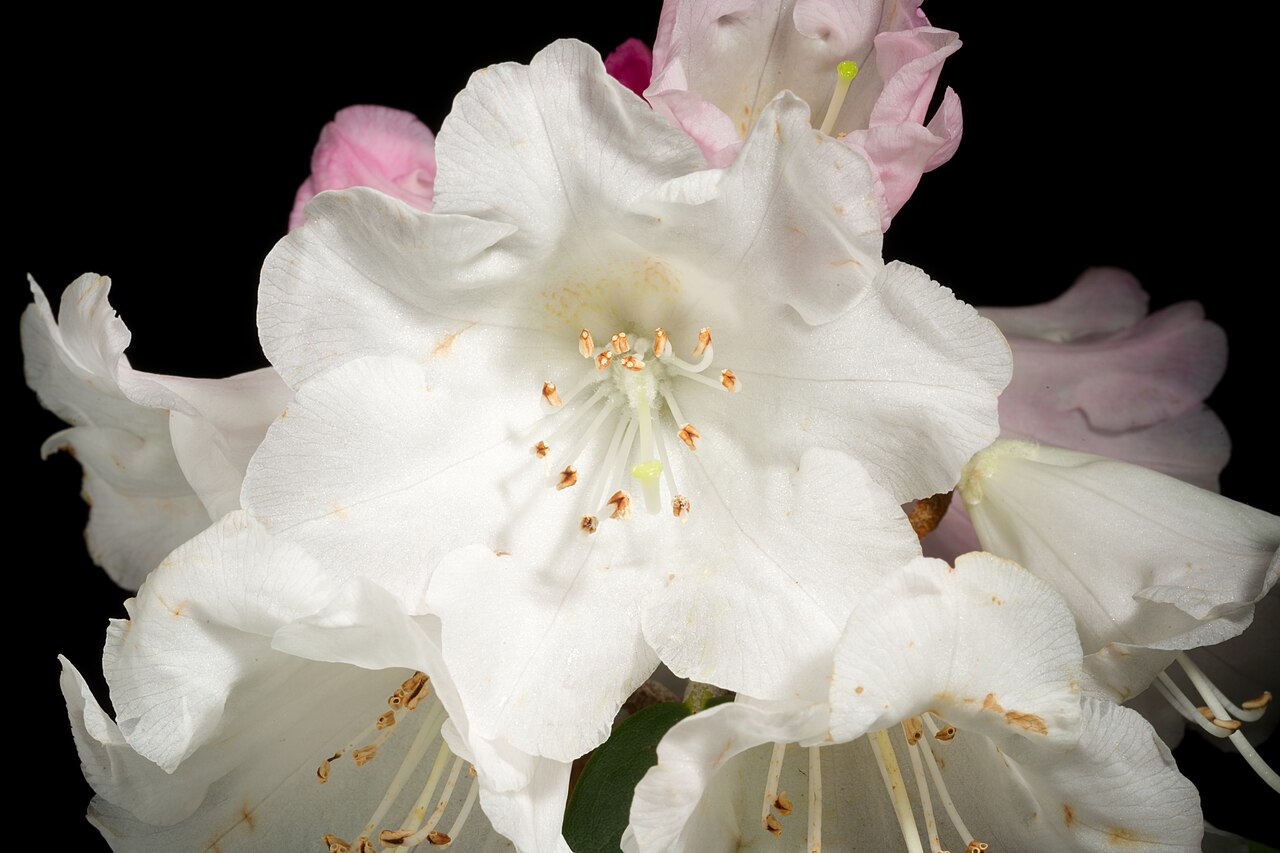 Rhododendron Subgenus Hymenanthes Taxonomy Guide 