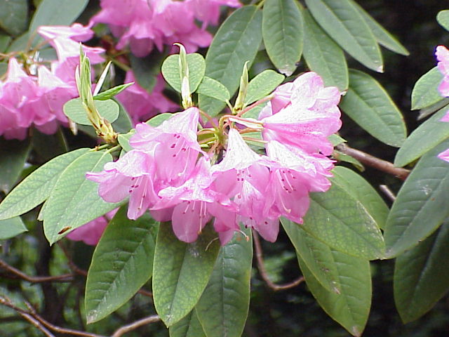 Rhododendron Subgenus Hymenanthes Taxonomy Guide 