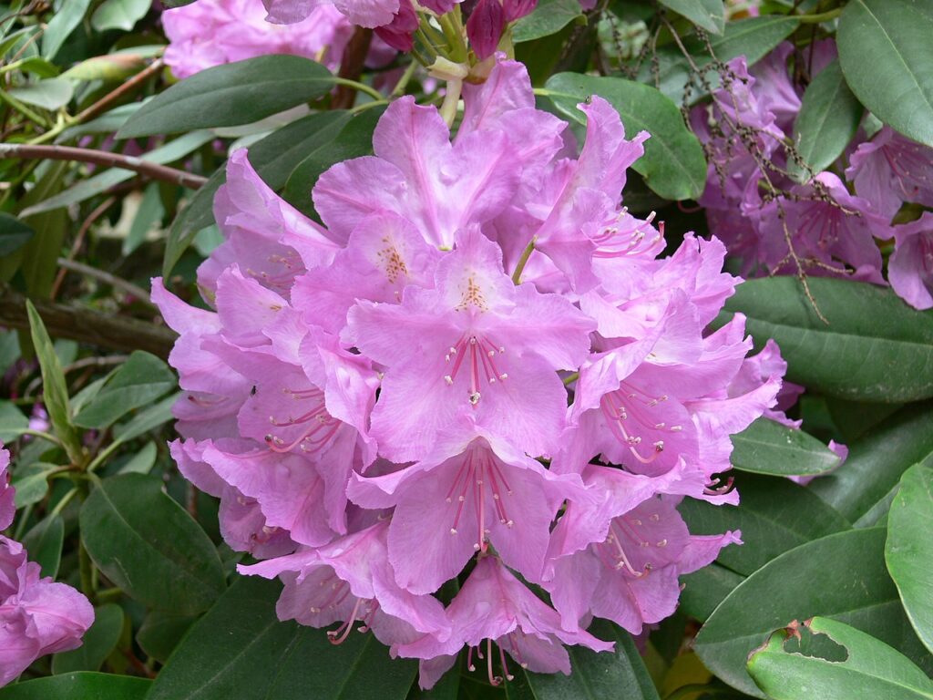 Rhododendron Subgenus Hymenanthes Taxonomy Guide 
