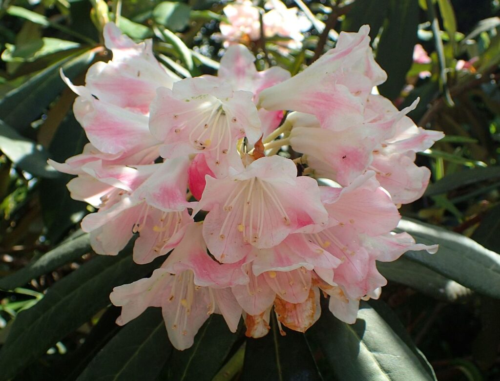 Rhododendron Subgenus Hymenanthes Taxonomy Guide 
