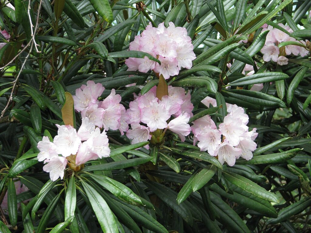 Rhododendron Subgenus Hymenanthes Taxonomy Guide 