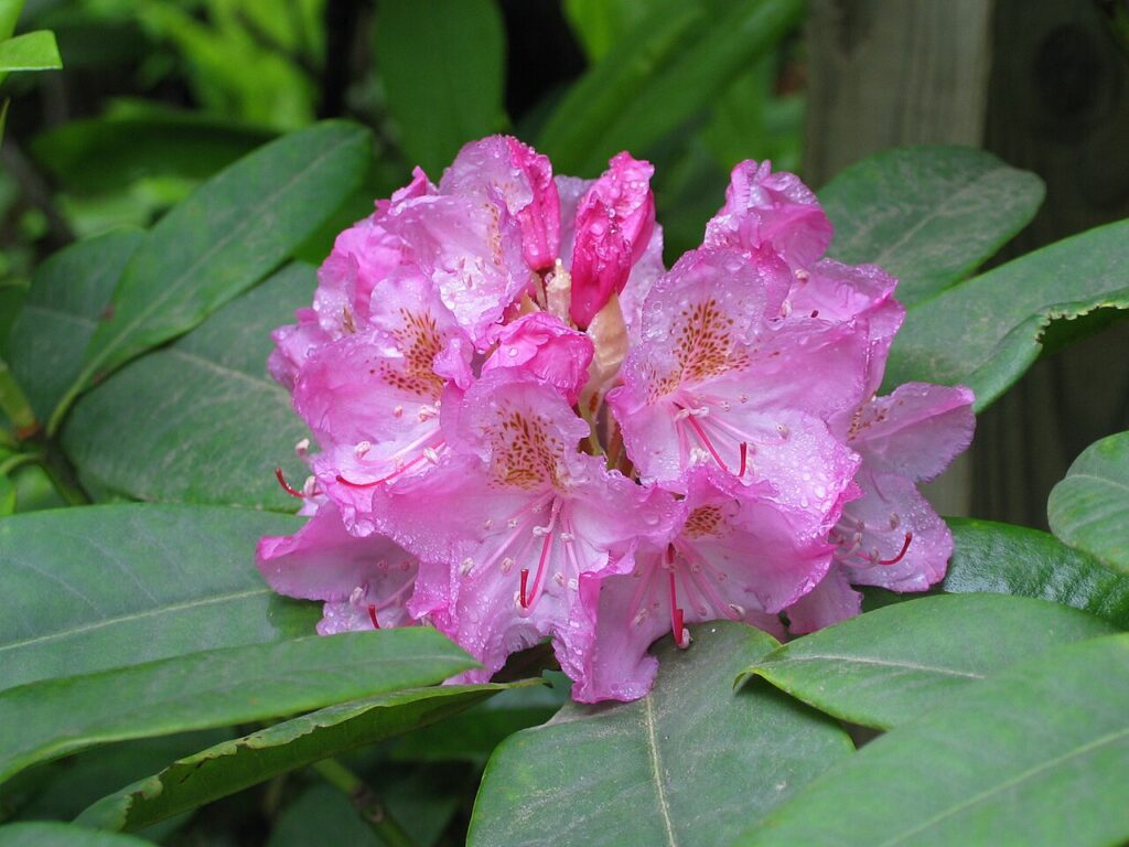 Rhododendron Subgenus Hymenanthes Taxonomy Guide 