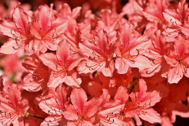 Rhododendron Subgenus Rhododendron Bonsai Taxonomy Guide 