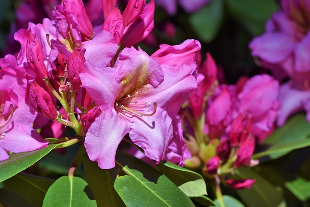 Rhododendron Subgenus Rhododendron Bonsai Taxonomy Guide