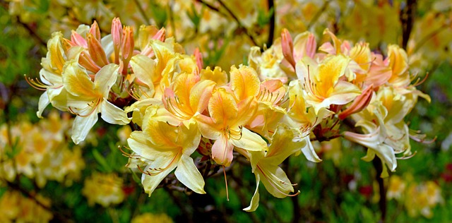 Rhododendron Subgenus Rhododendron Bonsai Taxonomy Guide