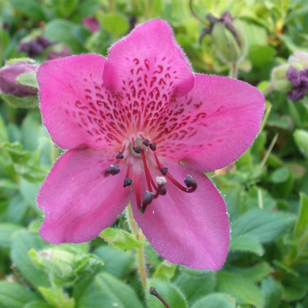 Rhododendron Subgenus Therorhodion Taxonomy Guide 