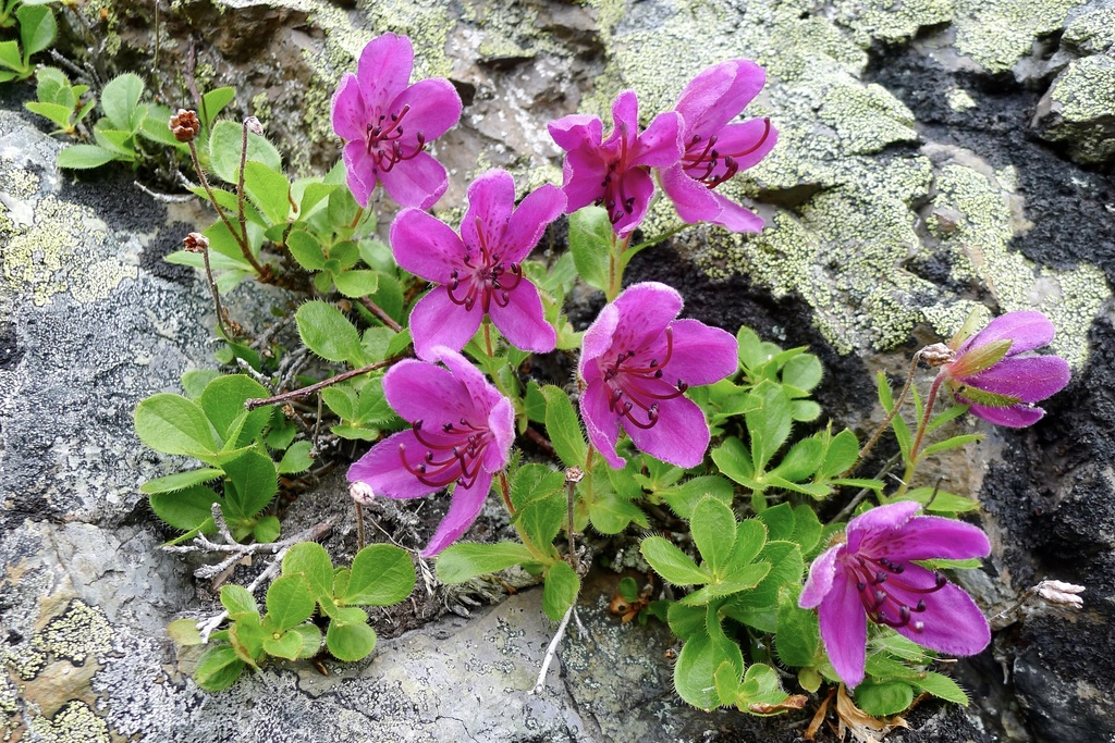 Rhododendron Subgenus Therorhodion Taxonomy Guide