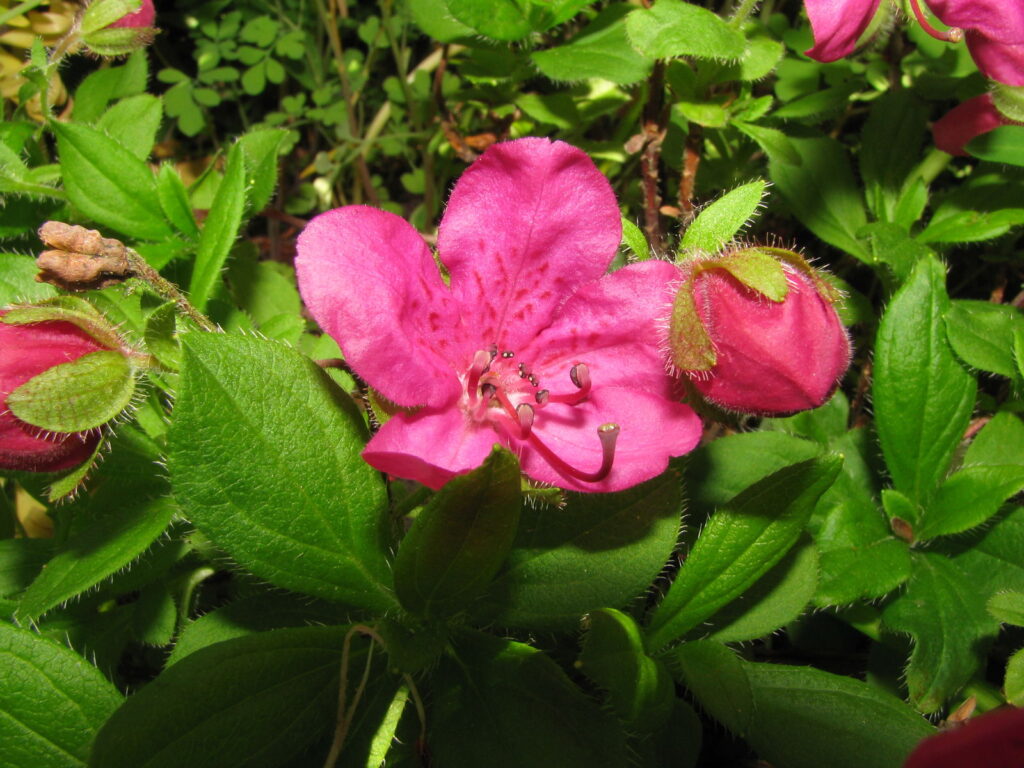 Rhododendron Subgenus Therorhodion Taxonomy Guide
