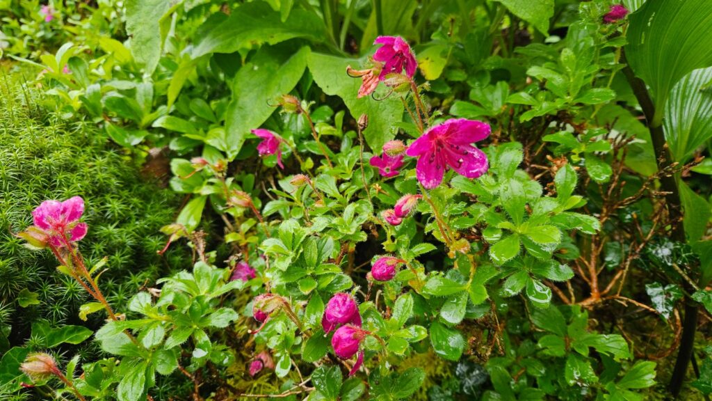 Rhododendron Subgenus Therorhodion Taxonomy Guide
