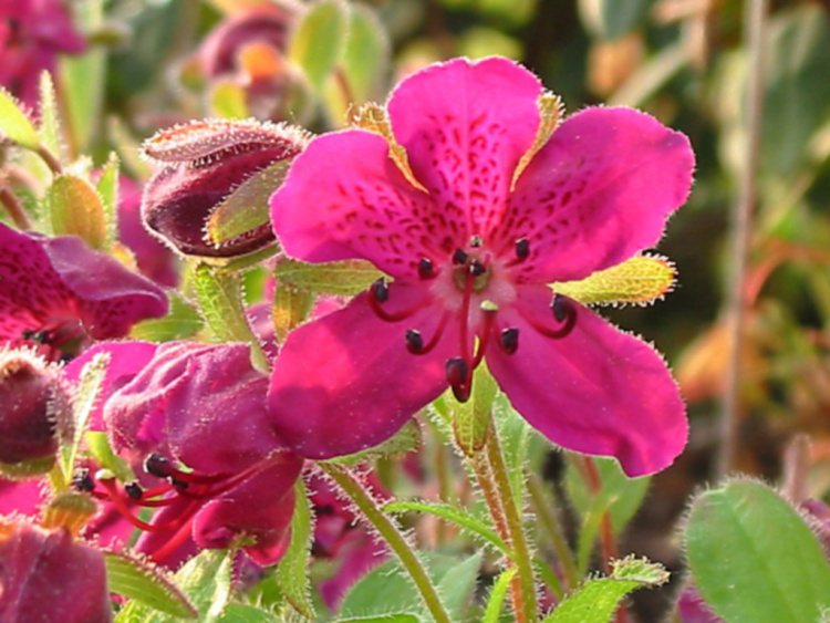 Rhododendron Subgenus Therorhodion Taxonomy Guide