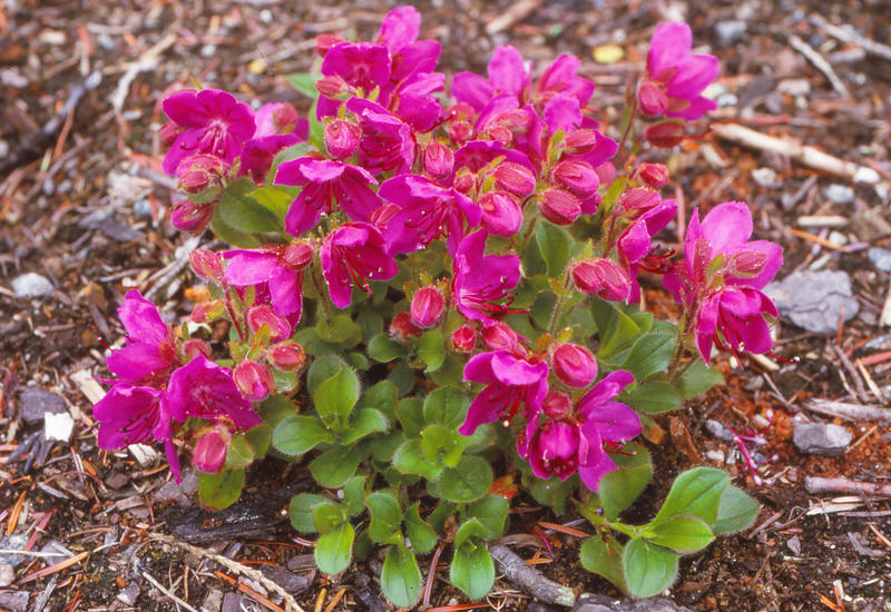 Rhododendron Subgenus Therorhodion Taxonomy Guide