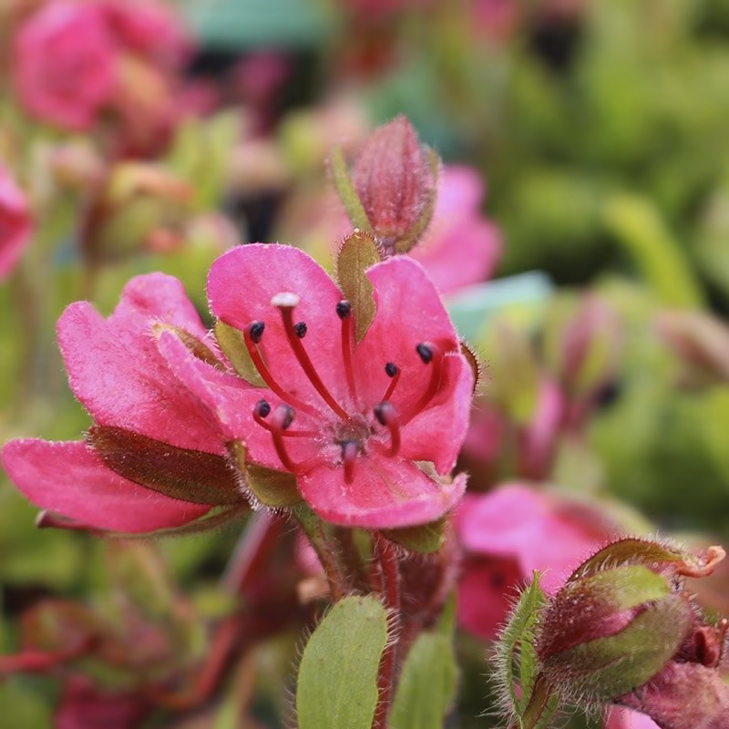 Rhododendron Subgenus Therorhodion Taxonomy Guide