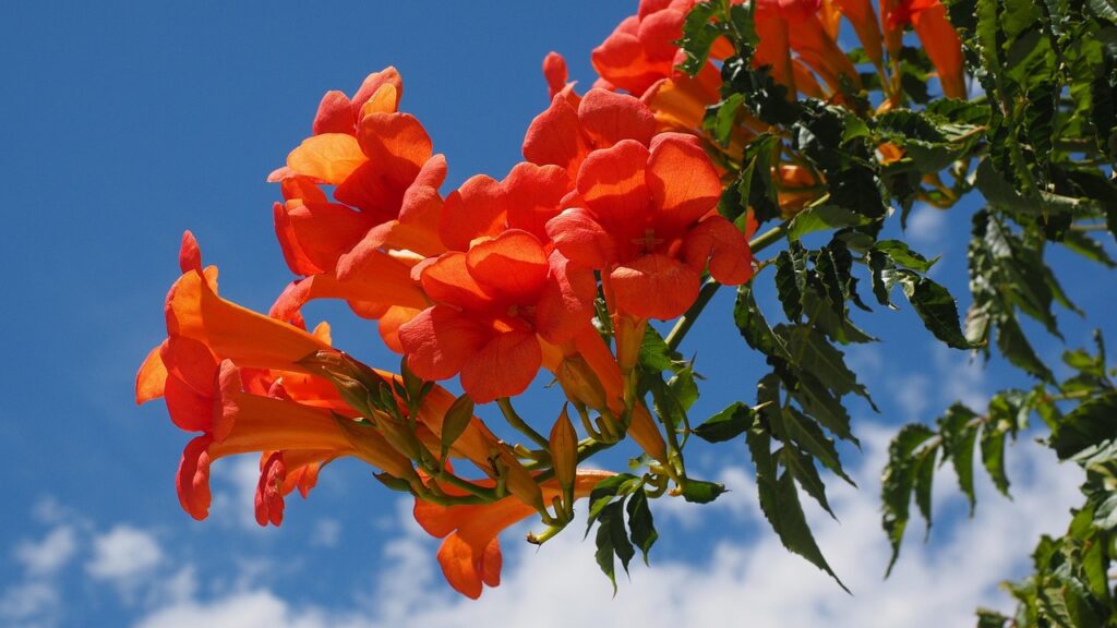 Rhododendron Subsection Discovireya Taxonomy Guide 