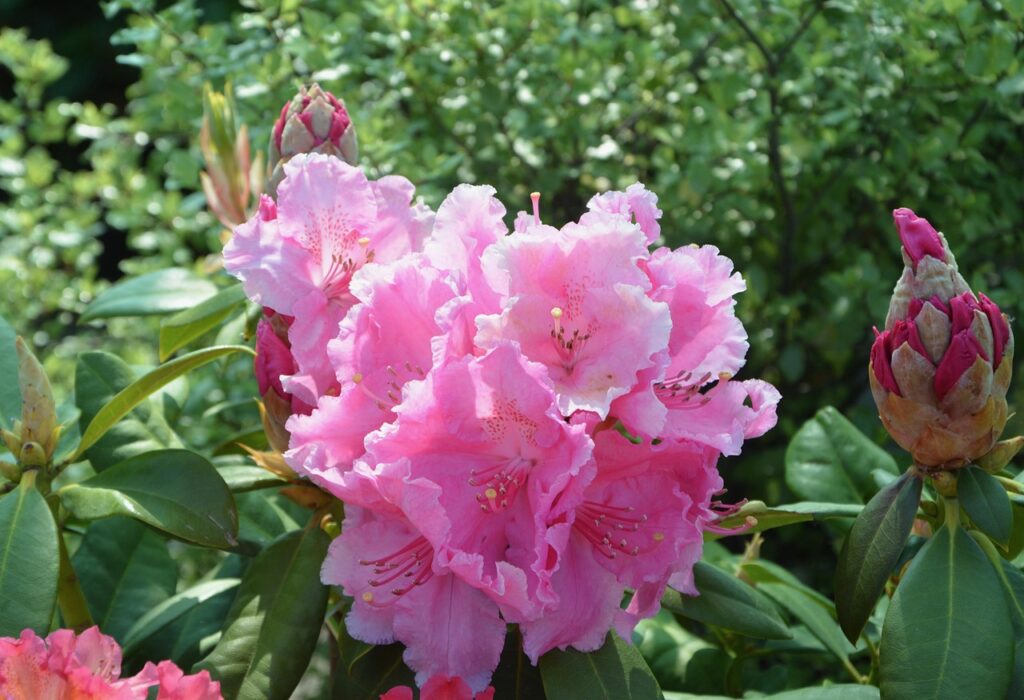 Rhododendron Subsection Discovireya Taxonomy Guide