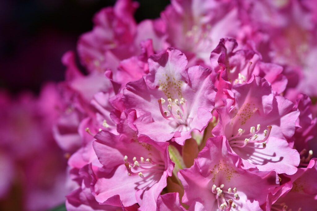 Rhododendron Subsection Discovireya Taxonomy Guide