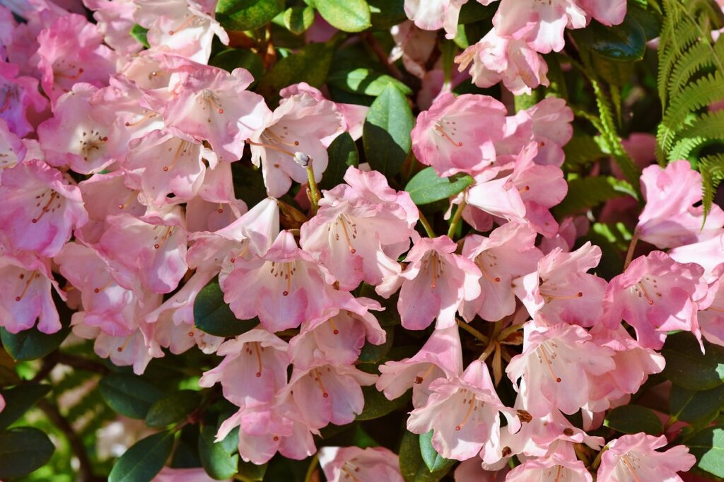 Rhododendron Subsection Discovireya Taxonomy Guide