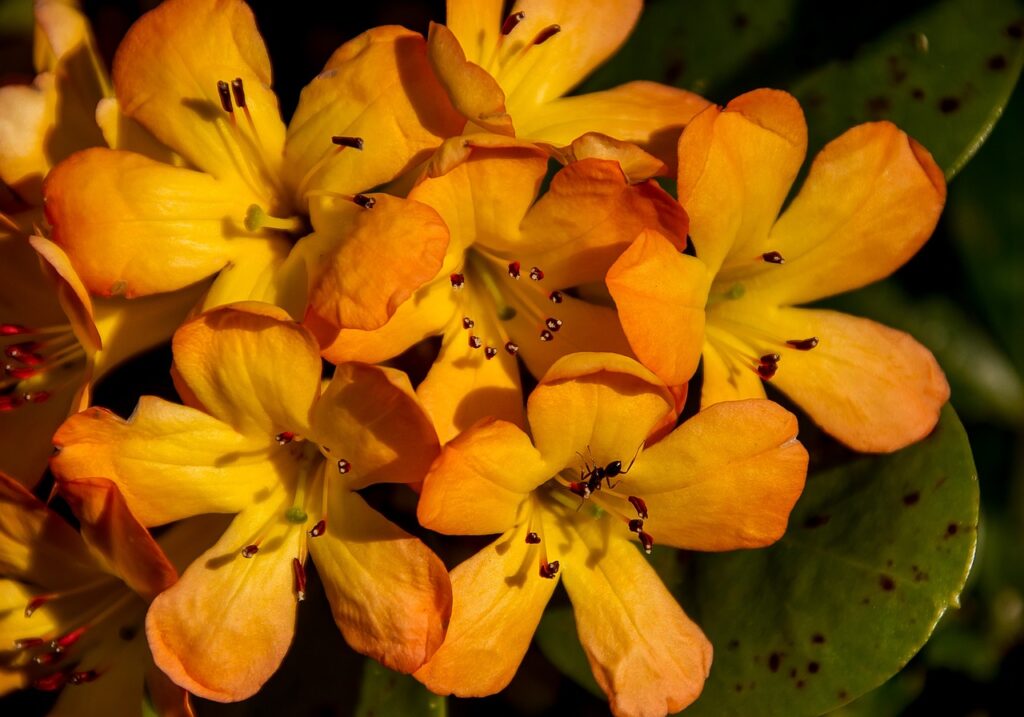 Rhododendron Subsection Euvireya Taxonomy Guide 