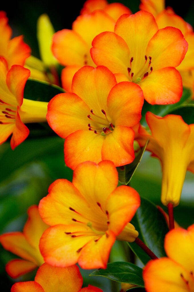 Rhododendron Subsection Euvireya Taxonomy Guide