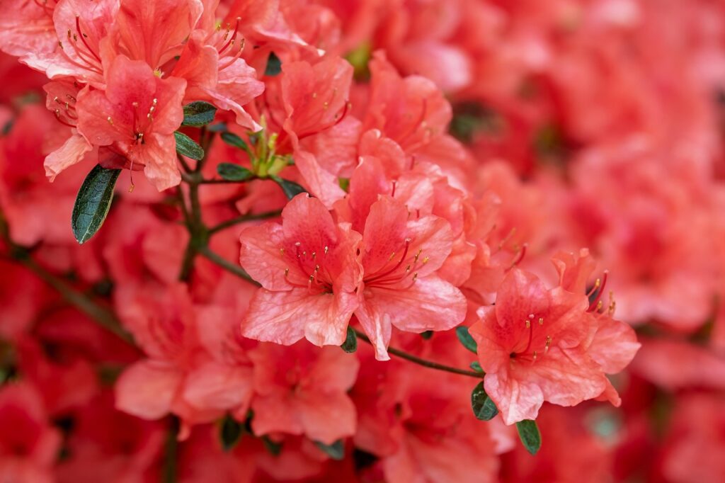 Rhododendron Subsection Euvireya Taxonomy Guide
