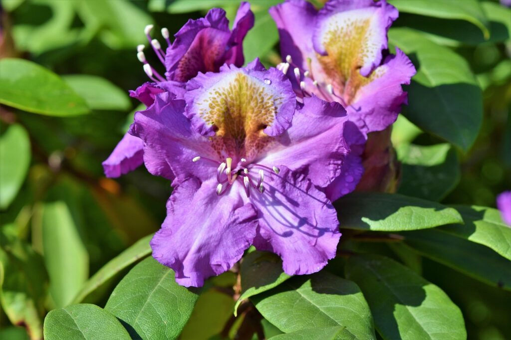 Rhododendron Subsection Euvireya Taxonomy Guide